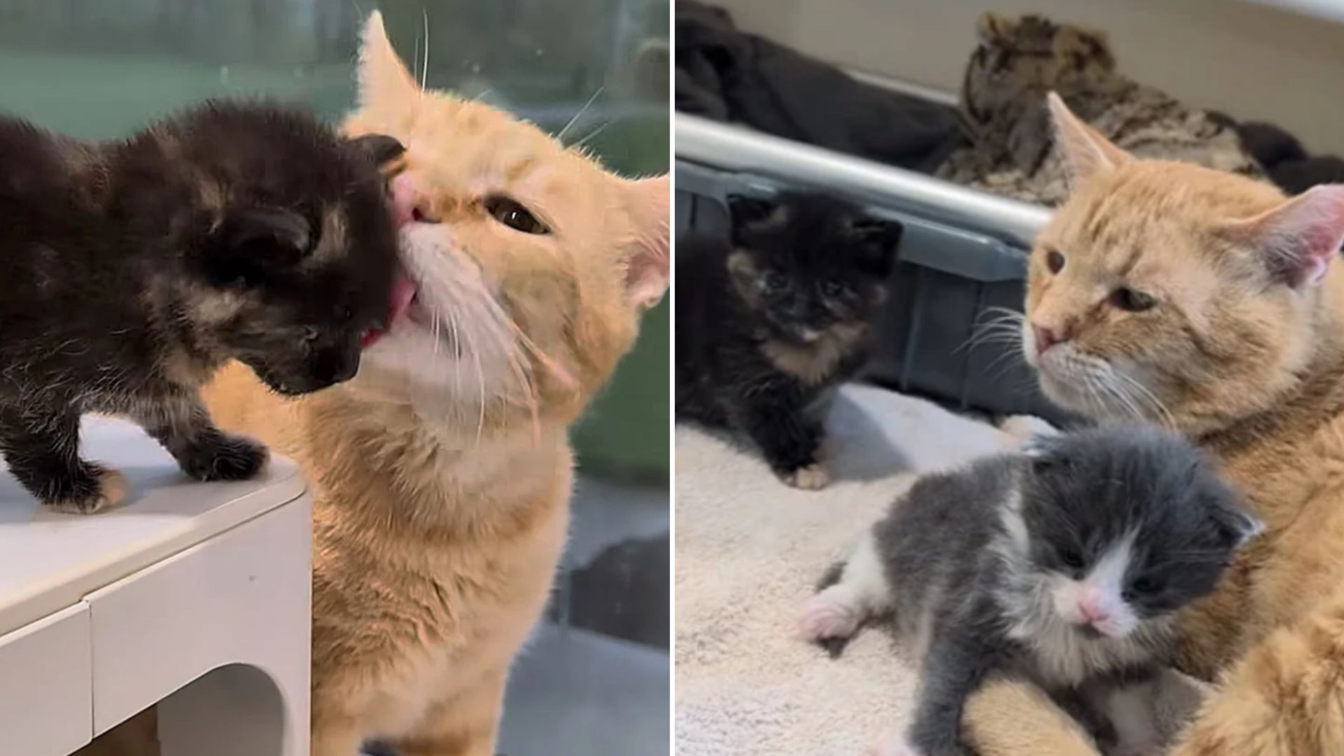 cat and two kittens