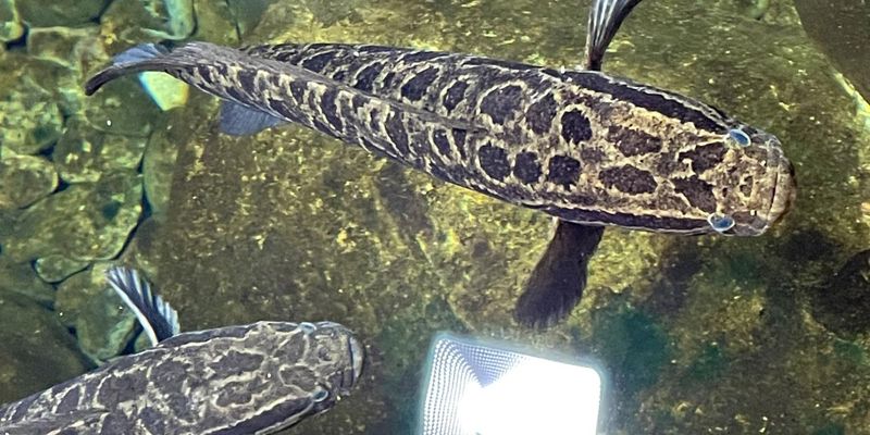 How The Northern Snakehead Consumes Birds