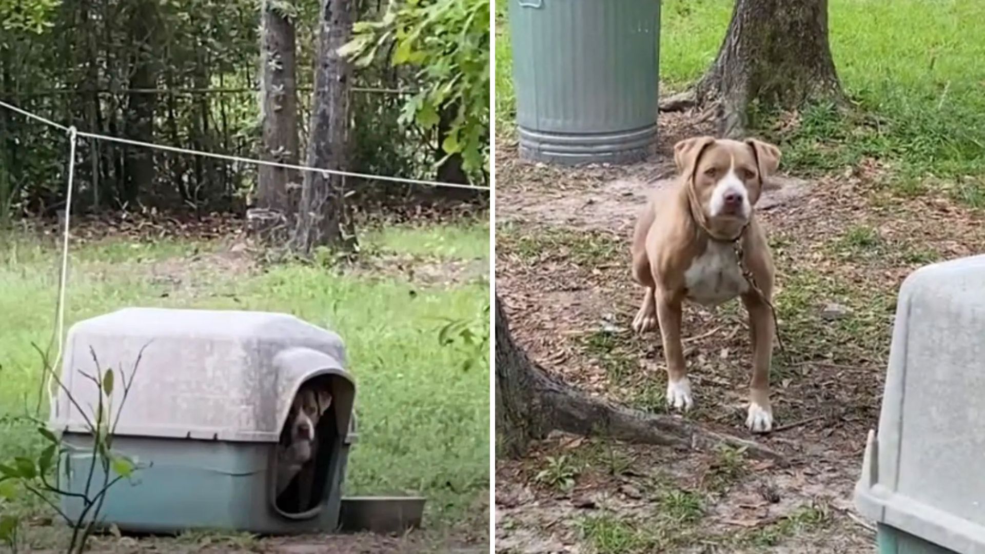 Alabama Couple House Hunting Shocked To Find A Dog Tied Up In A Yard With A Heartbreaking Story