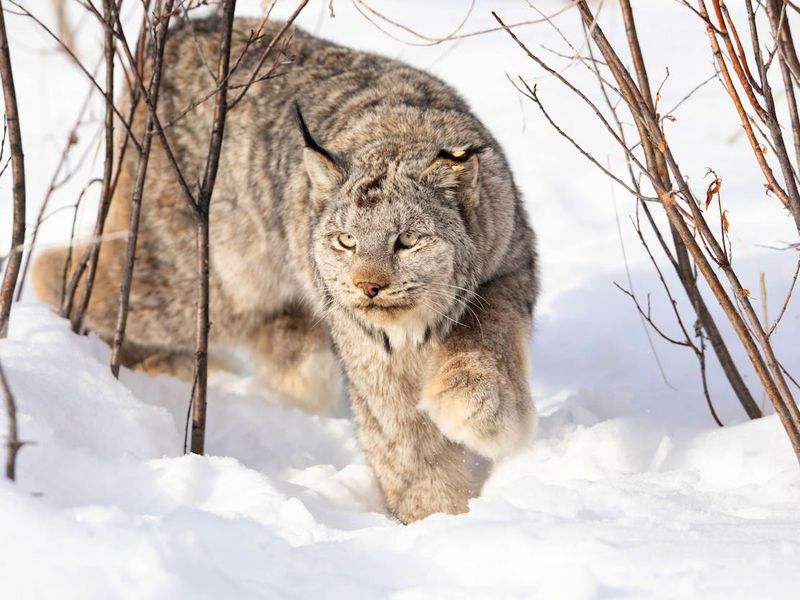 Alaska – Canada Lynx