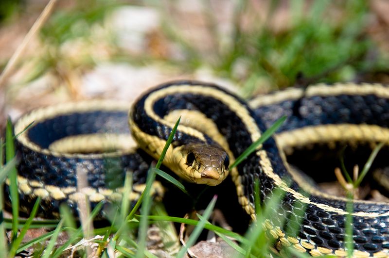 Alaska – Garter Snake