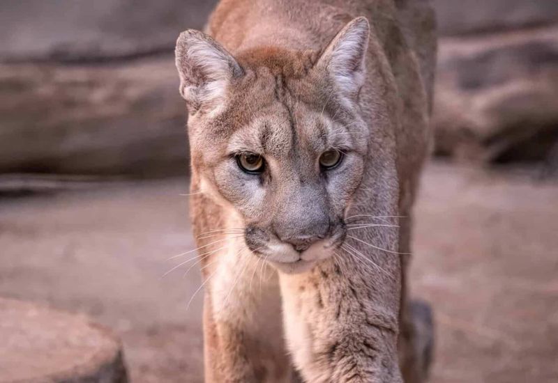 Arizona – Cougar