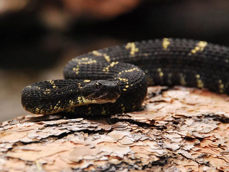 Arizona – Arizona Black Rattlesnake