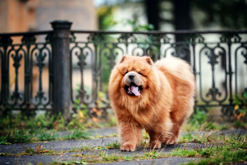 Chow Chow