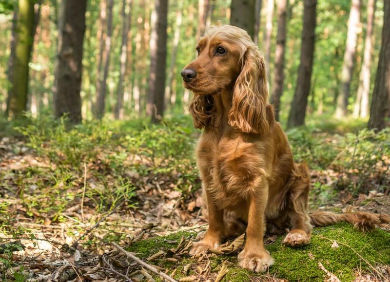 Cocker Spaniel