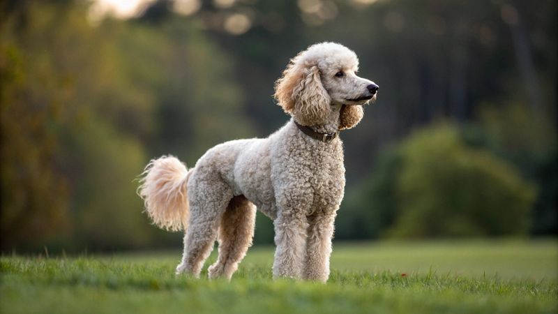 Poodle