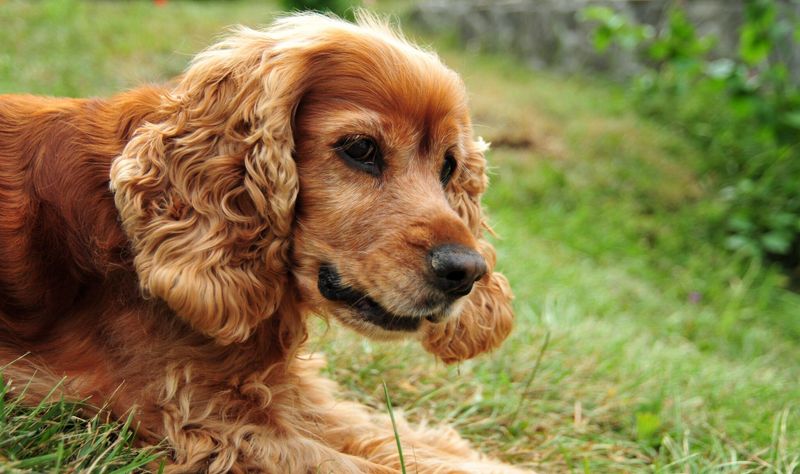 Cocker Spaniel