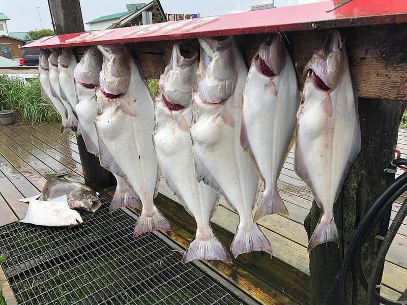 Halibut – 459 lbs (Alaska, 1996)