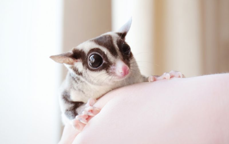 Sugar Gliders