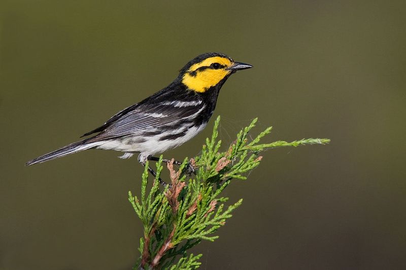 Golden-Cheeked Warbler