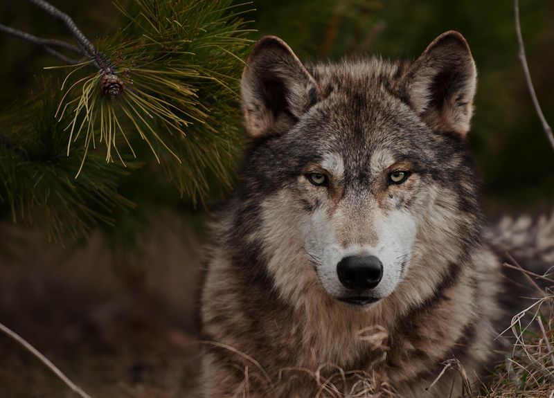 Gray Wolf