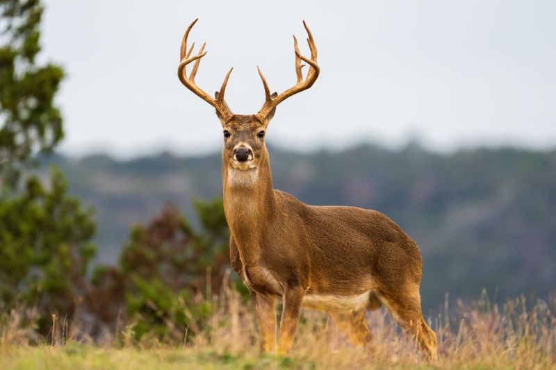 White-Tailed Deer