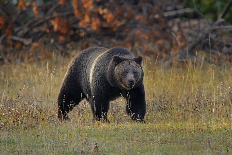 Grizzly Bear
