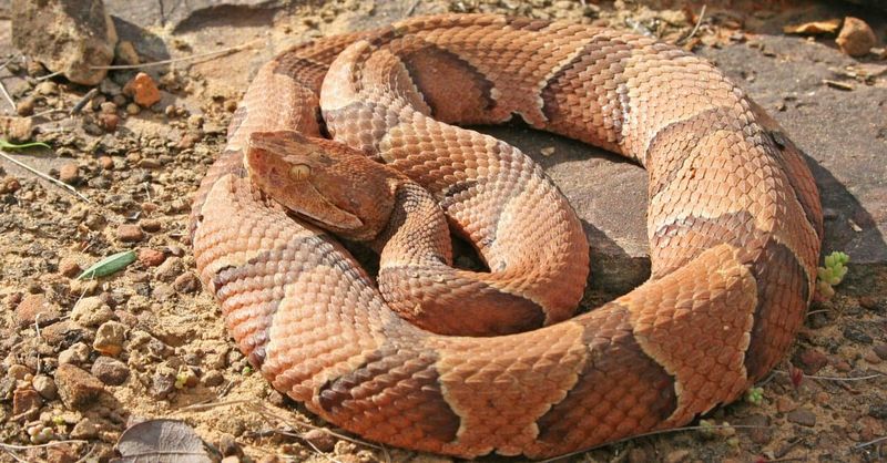Copperhead Snake