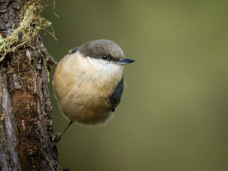 Pygmy Nuthatch (Sitta pygmaea)