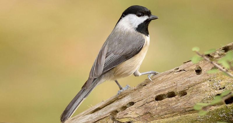 Carolina Chickadee (Poecile carolinensis)
