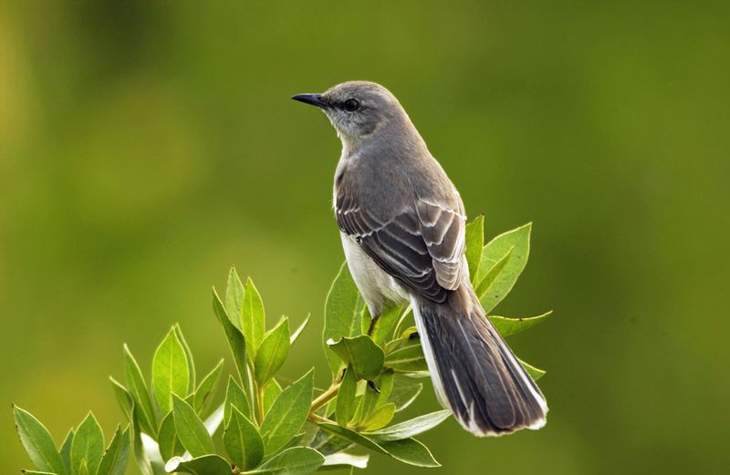 Northern Mockingbird