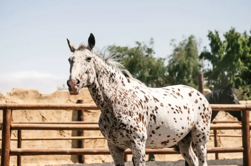 Appaloosa