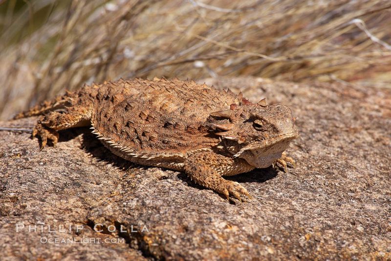 Short-Horned Lizard (Horny Toad)