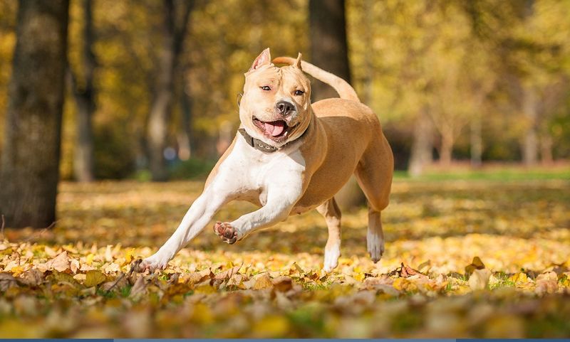 American Staffordshire Terrier