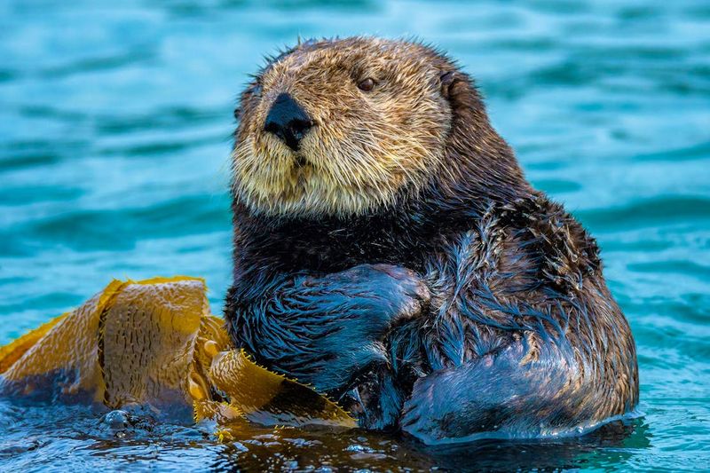 California Sea Otter