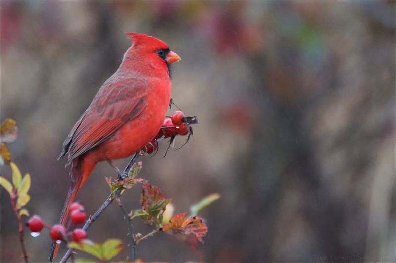 Northern Cardinal