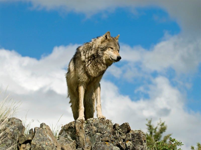 Gray Wolf