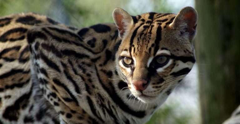 America’s Top Endangered Mammals And How To Make A Difference