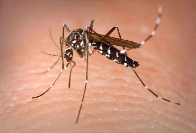 Targeting Specific Mosquito Species
