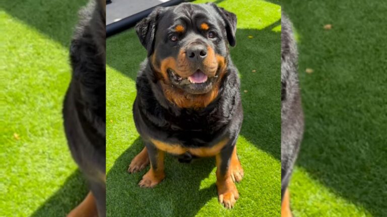 Anxious Rottweiler Finds Comfort After Getting A Thoughtful Gift