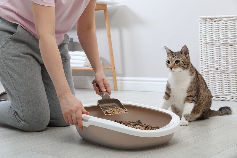 Good Litter Box Behavior