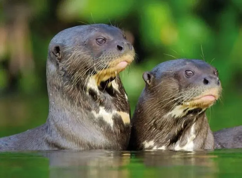 Giant Otter