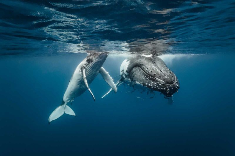Which Mammal Spends Its Whole Life In The Ocean?