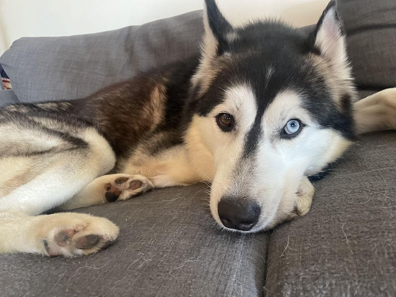 Husky-Specific Services Booming Across California