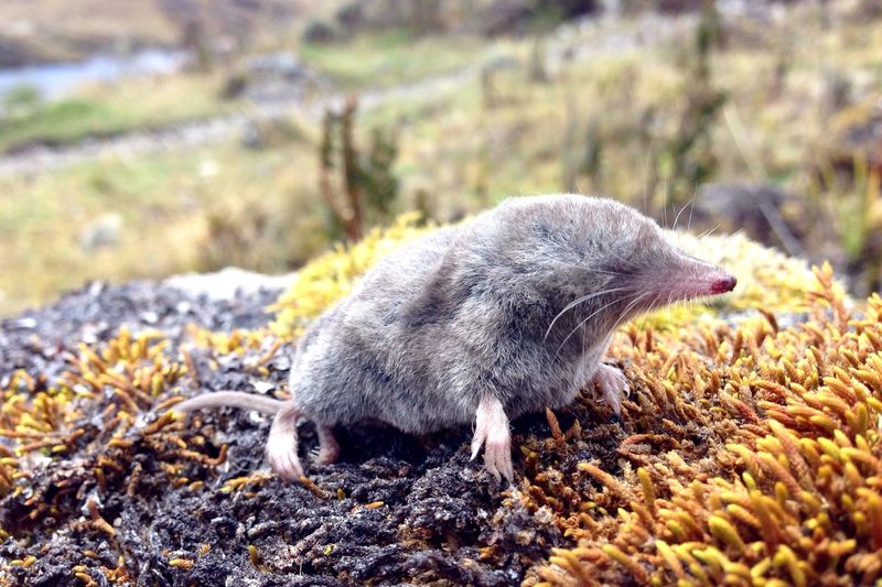 Can Any Mammals Breathe Through Their Skin?