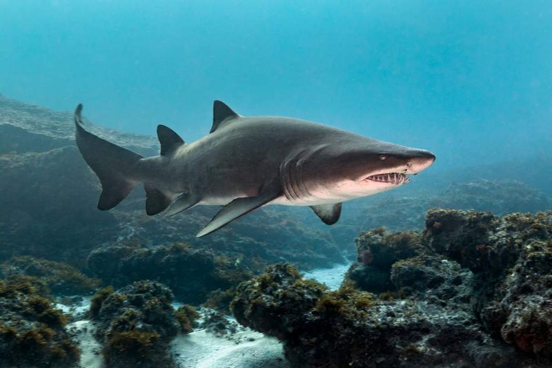 Shark Species Found In New York Waters