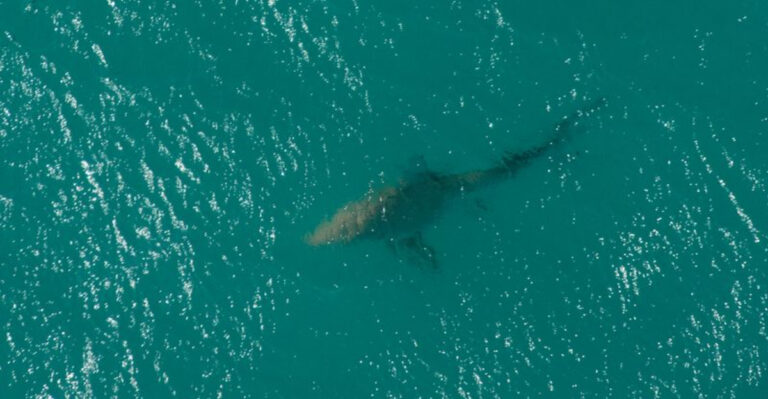 Are There More Sharks In NYC, Or Are We Just Seeing Them More Often?