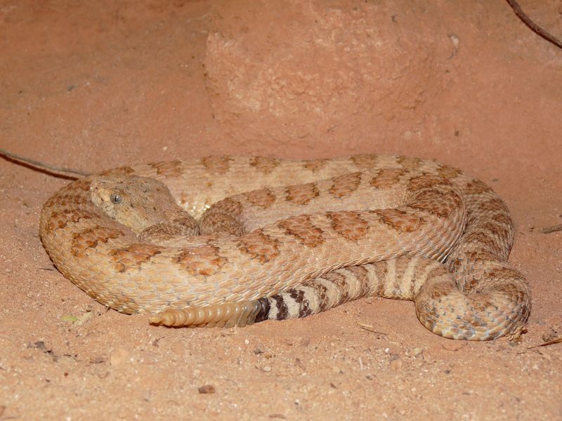 Grand Canyon Rattlesnake