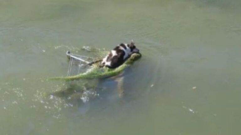 shopping cart in water