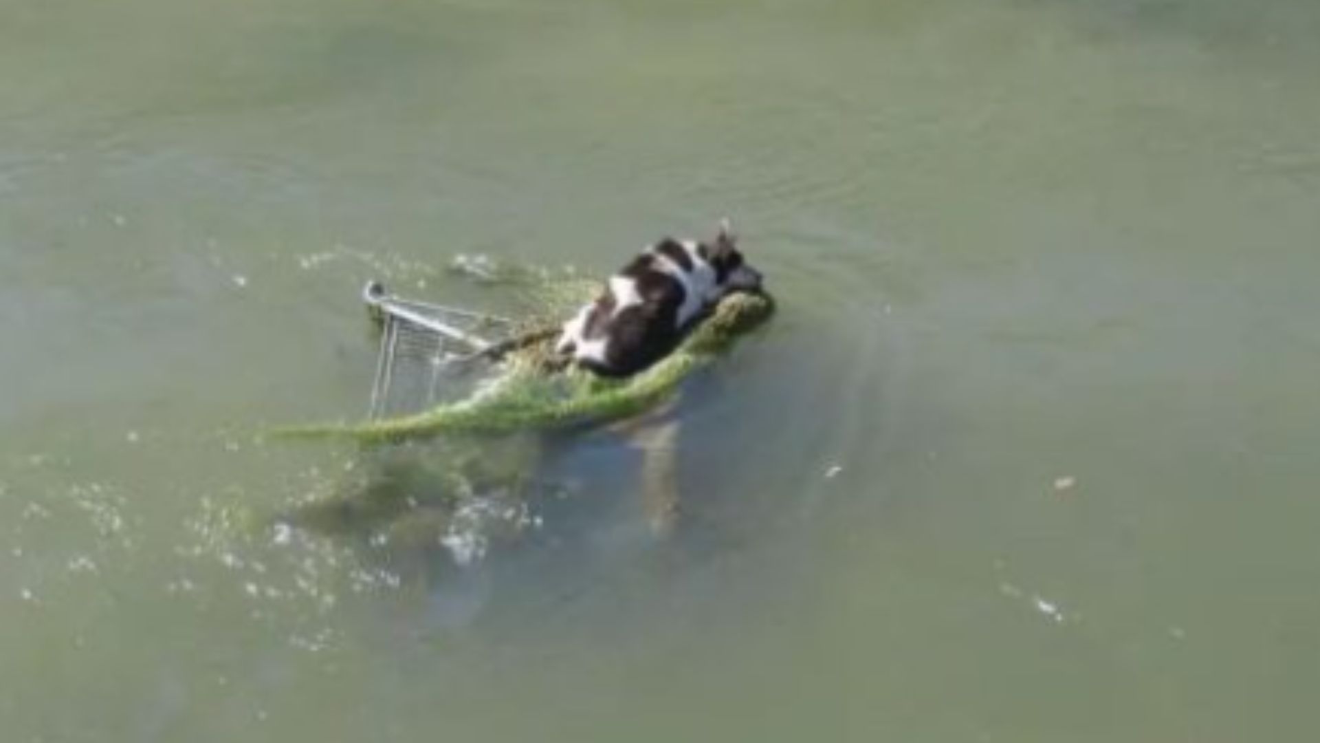 shopping cart in water