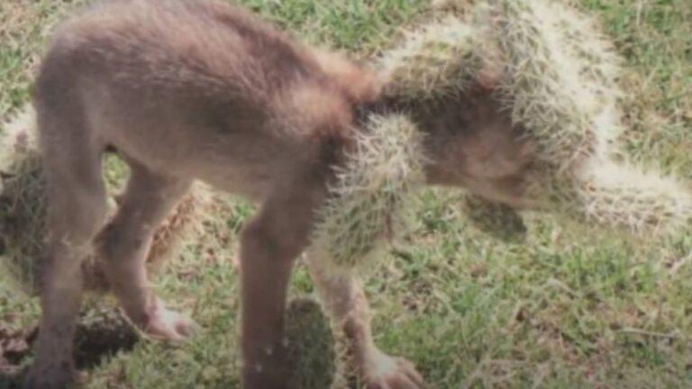 puppy covered in cacti