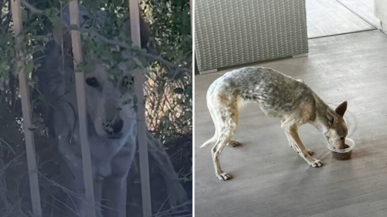 coyote