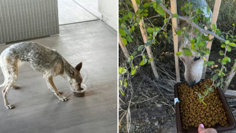 Arizona Woman Spots ‘Coyote’ On Her Patio Only To Learn It’s Not What She Thought