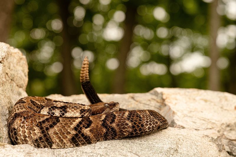 Arkansas – Timber Rattlesnake