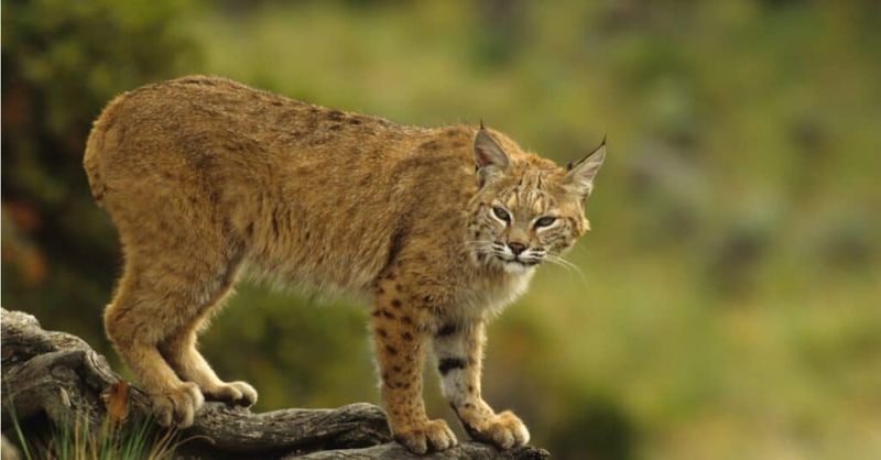 Arkansas – Bobcat