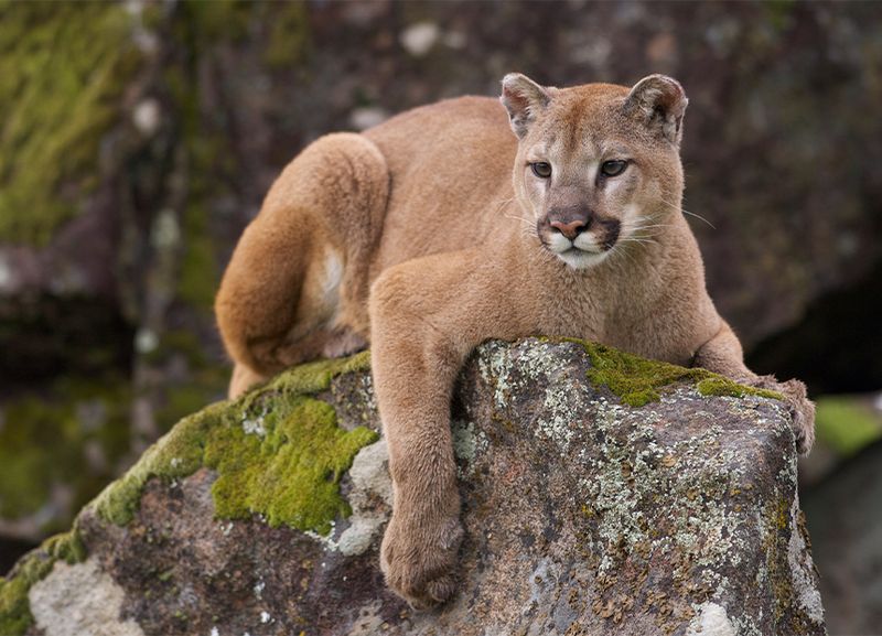 California – Mountain Lion