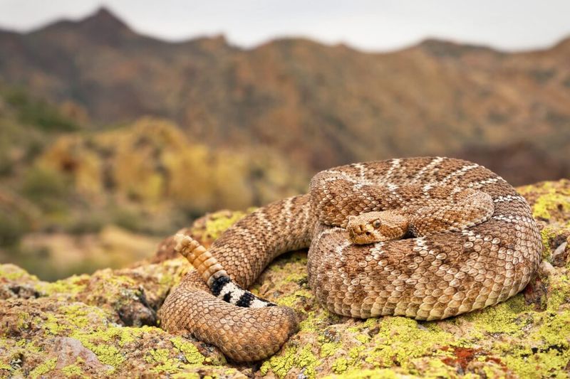 California – Western Diamondback Rattlesnake