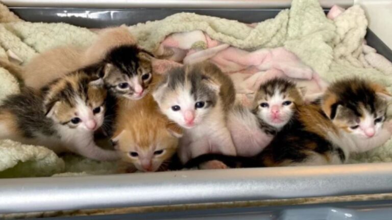 seven kittens saved from tragic fate
