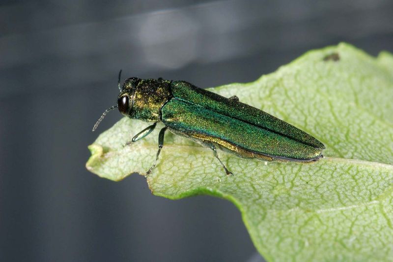 Emerald Ash Borer Killing Millions Of Trees