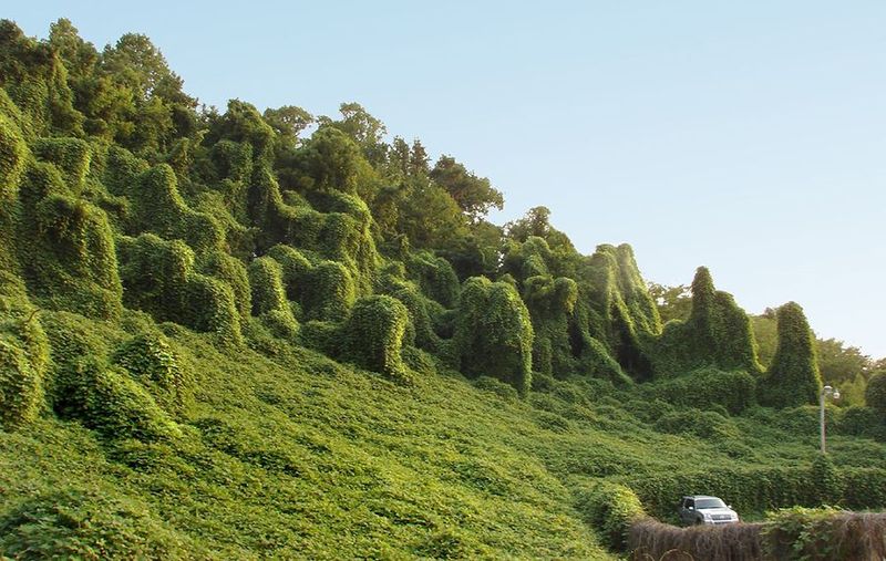 Kudzu: The Plant That Ate The South